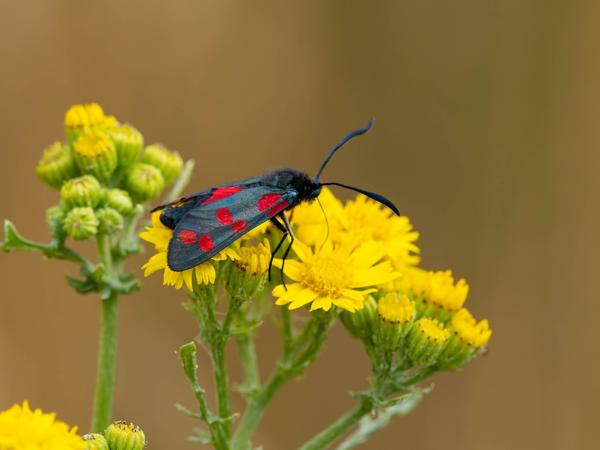 Sint-jansvlinder (Zygaena filipendulae)